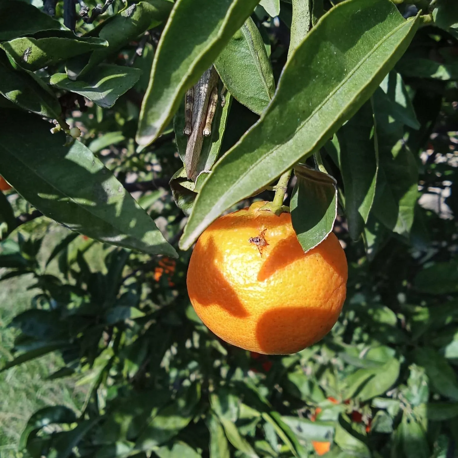 naranja